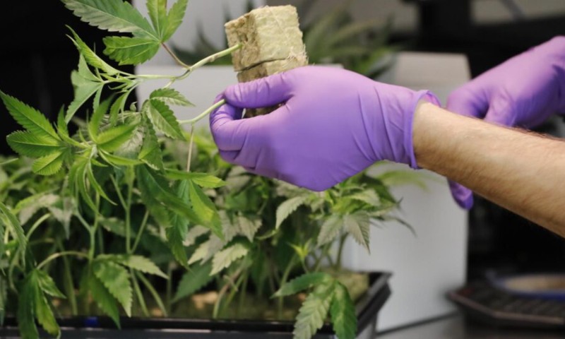 Alerta para o Brasil: Califórnia e Oregon sofrem consequências de descriminalizar a maconha e outras drogas