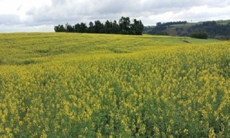 Canola está implantada e segue em desenvolvimento no RS