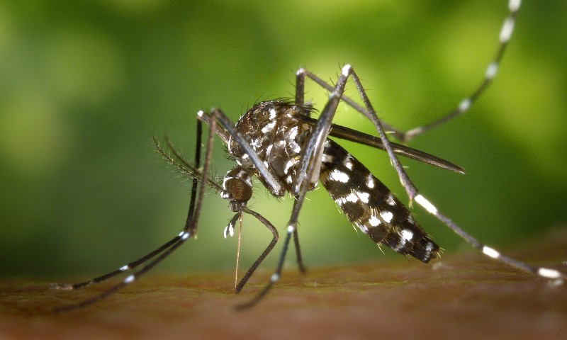 Estratégia de combate ao Aedes com larvicida vira política nacional