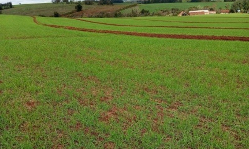 Trigo atinge 69% da área projetada para esta safra no RS