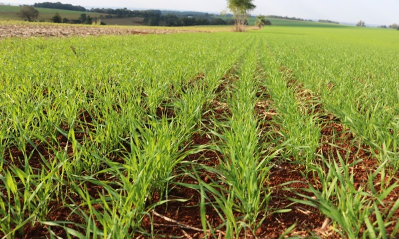 Condições climáticas variáveis dificultam plantio do trigo no RS