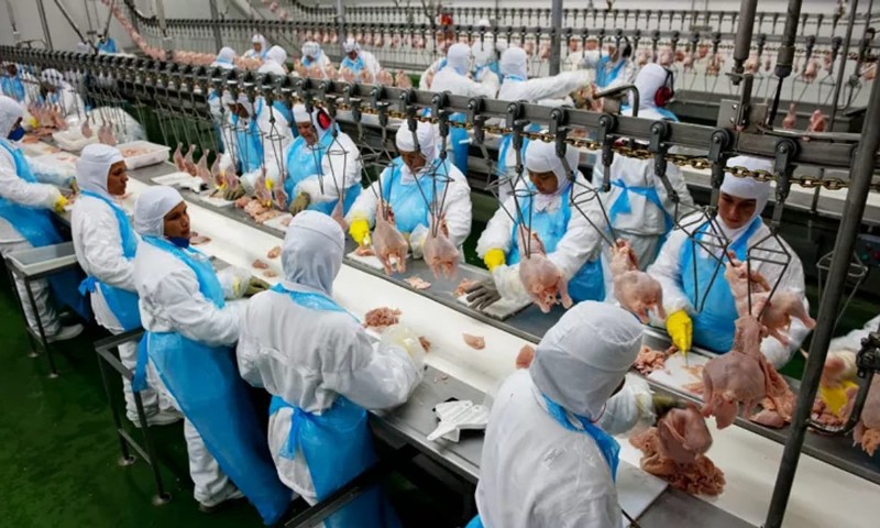 BRASIL: Governo suspende exportações de frango no RS