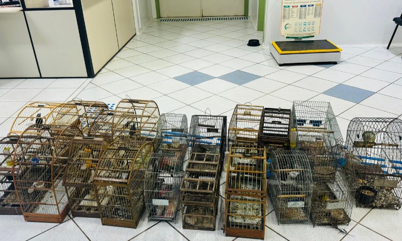 Brigada Militar realiza operação de combate aos crimes contra a fauna em Passo Fundo