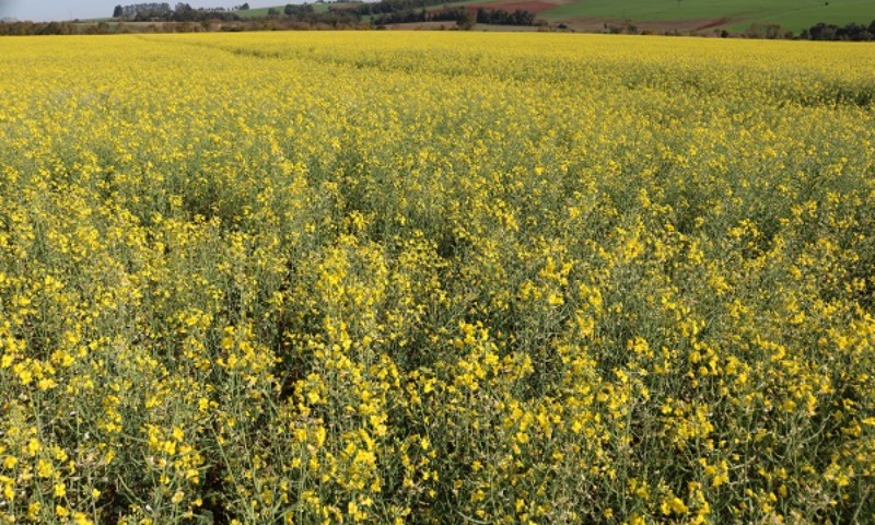 Canola apresenta desenvolvimento satisfatório no RS