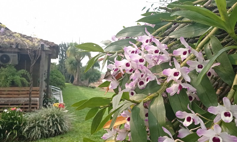 Paisagismo e floricultura marcam o início da primavera em propriedades rurais