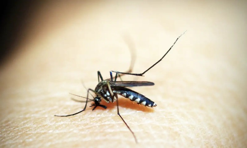 SAÚDE: Brasil tem mais de 6,5 milhões de casos prováveis de dengue este ano