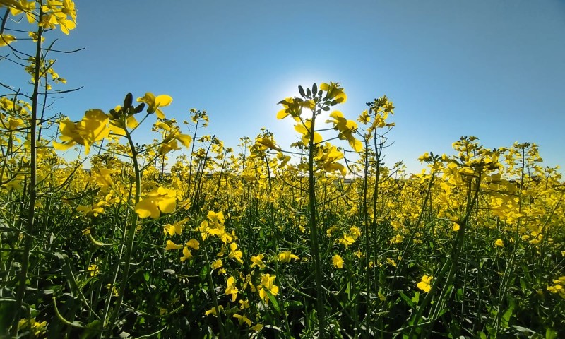 Canola está com desenvolvimento satisfatório e embeleza paisagem agrícola