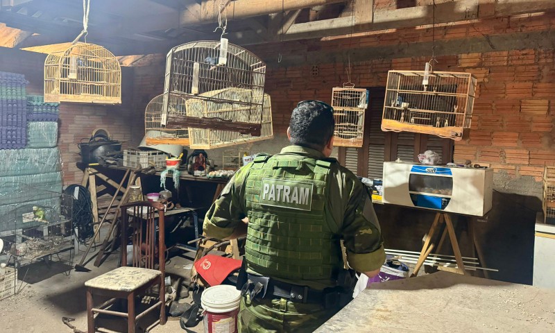 Homem é detido, pela Brigada Militar, por manter pássaros silvestres em cativeiro em Passo Fundo