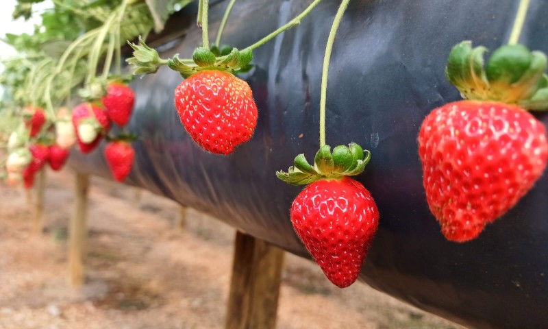 Cor e sabor intensos: morango alcança pico de produção na Serra Gaúcha