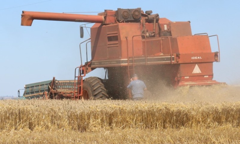 Em ritmo acelerado, colheita do trigo alcança 29% da área estimada