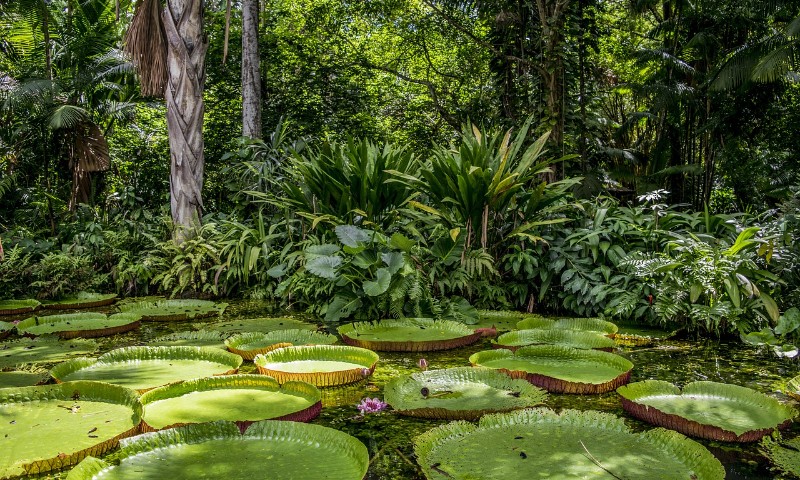 Biden anuncia investimentos de mais US$ 50 milhões no Fundo Amazônia