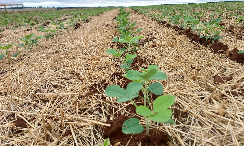 Plantio da soja avança no Estado e atinge 60% da área estimada