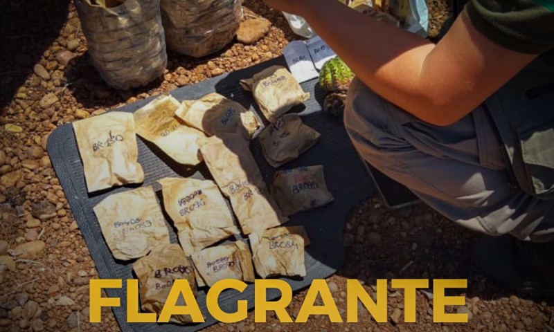 BABM flagra Exploração Ilegal de Patrimônio Genético em Unidade de Conservação