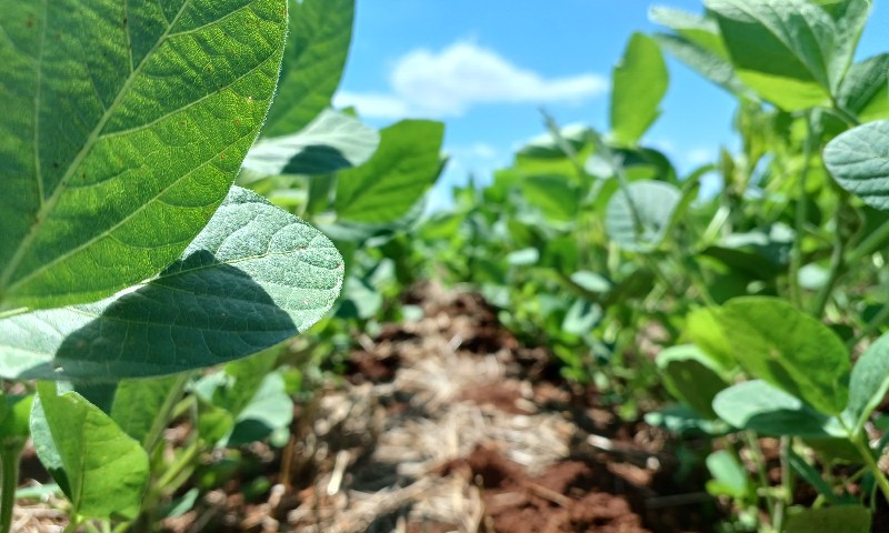 Plantio da soja atinge 80% da área projetada no Rio Grande do Sul