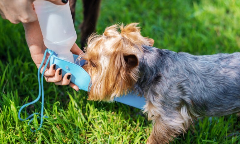 Pets no verão: Dicas para manter o bem-estar e cuidar da saúde dos animais em dias mais quentes
