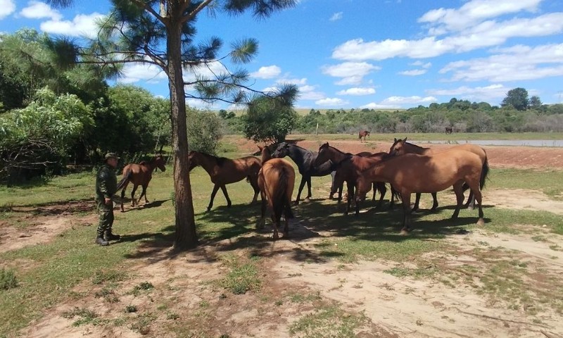 Brigada Militar flagra maus-tratos a cavalos em Passo Fundo