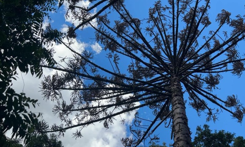 Brigada Militar flagra crimes contra a flora em Marau e Gentil
