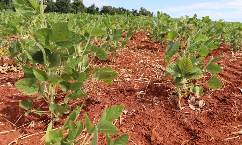 Chuvas aliviam temporariamente o estresse hídrico nas lavouras de soja