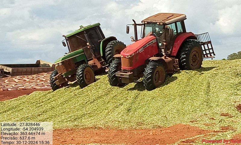 Avança colheita de milho para silagem e os resultados são adequados