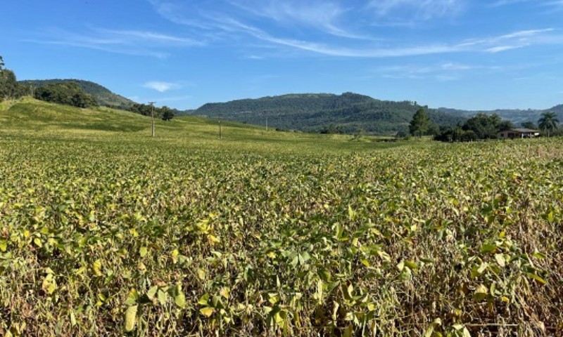 Emater/RS-Ascar acompanha impactos da restrição hídrica e calor nas culturas de verão