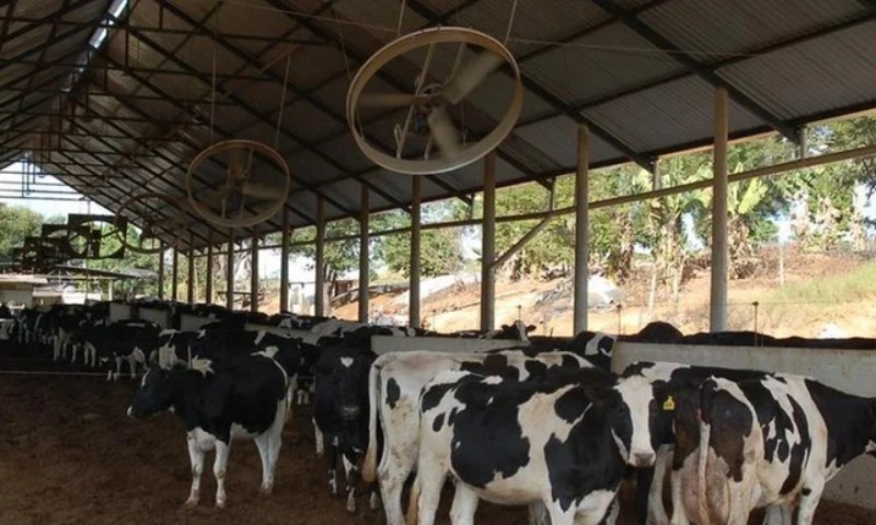 RURAL: Custo de produção de leite tem alta em 2024