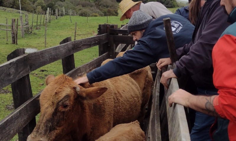 Sanidade animal é estratégica para sustentabilidade da pecuária