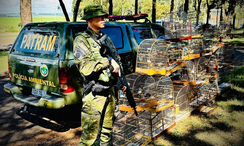 Brigada Militar flagra pássaros silvestres mantidos em cativeiro em Passo Fundo