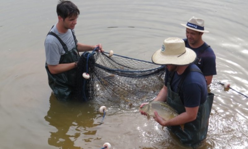Piscicultura apresenta etapas importantes na criação de peixes