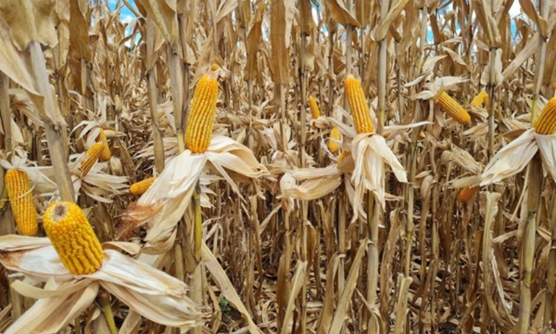 Colheita dos grãos de verão continua no RS, com milho atingindo 64% das lavouras