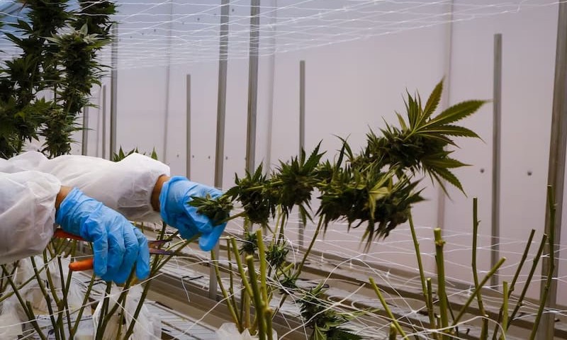NEGÓCIOS: Cannabis – Um mercado prestes a explodir?