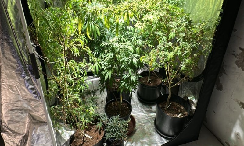 PF deflagra operação contra cultivo e produção irregular de derivados de cannabis