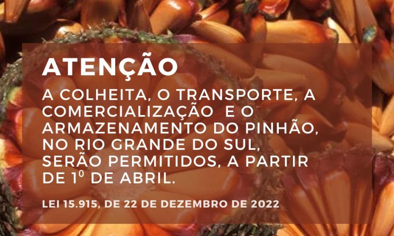 Defeso do pinhão: antes de 1º de abril não é permitida a colheita, o transporte e a comercialização