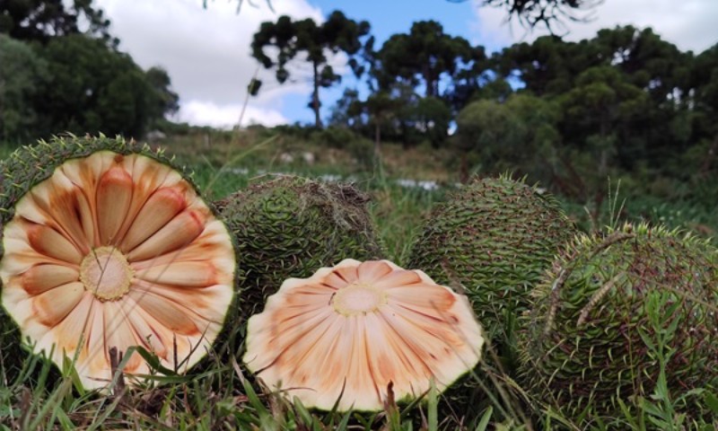 Rio Grande do Sul deve ter safra de 860 toneladas de pinhão em 2025