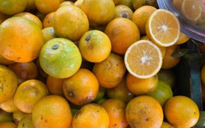 Temperaturas baixas favorecem início da colheita da safra de bergamota no Estado