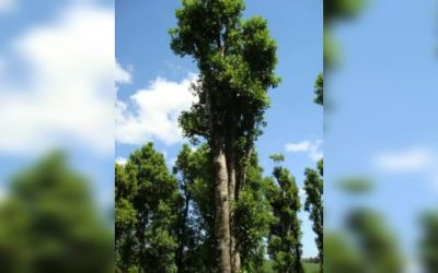 Erva-mate, símbolo da identidade gaúcha, ganha protagonismo em concurso de árvores gigantes