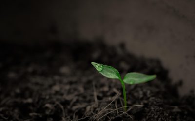 Vila Maria: curso de boas práticas agrícolas para aplicação de herbicidas hormonais acontece em agosto