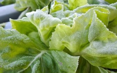 Produção de folhosas é afetada por chuvas e frio no RS