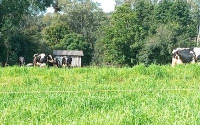 Forrageiras de inverno garantem alimentação para rebanho gaúcho