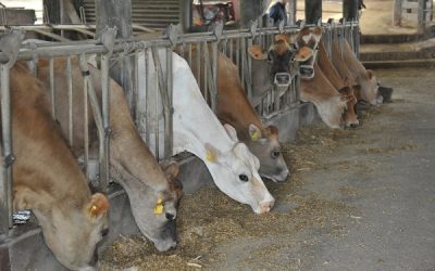 Bovinocultura de leite: produtividade e qualidade impulsionam agricultura familiar no Estado