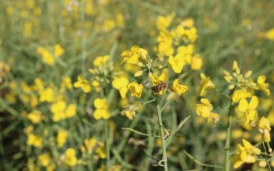 Floração da canola impulsiona apicultura migratória no RS