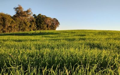 Temperaturas amenas e maior radiação solar beneficiam lavouras de trigo