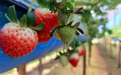Frutícolas no RS no geral apresentam bom desenvolvimento