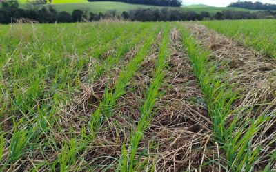 Condições climáticas favorecem lavouras de trigo no Rio Grande do Sul
