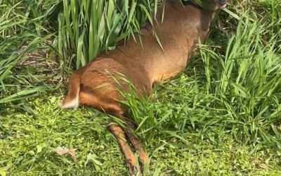 3º BABM resgata veado-campeiro em área rural de Passo Fundo
