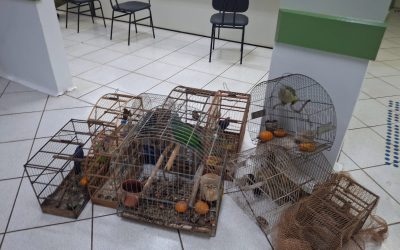 Marau: 3º BABM apreende arma de fogo e flagra crimes ambientais
