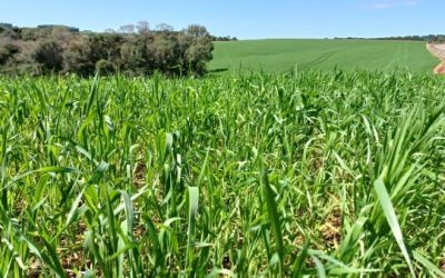 Trigo apresenta desenvolvimento satisfatório no RS