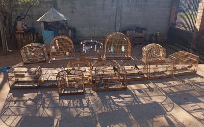 Passo Fundo: Brigada Militar, por meio do 3º BABM, apreende 17 pássaros silvestres em cativeiro