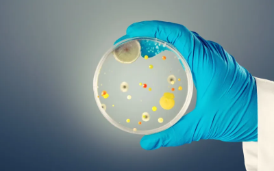 SAÚDE: Vírus mortal Candida auris se espalha pela Europa e acende alerta global