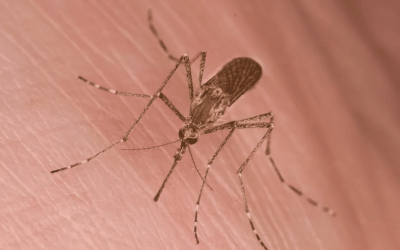SAÚDE: Por que há pessoas mais “atraentes” para mosquitos do que outras?