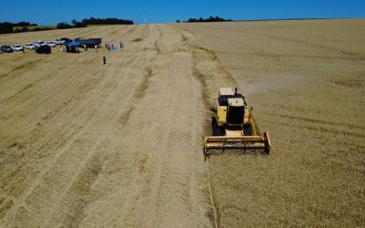 Emater/RS-Ascar estima aumento de produtividade na Safra de Inverno 2025